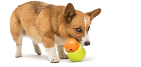 West Paw Toppl - Jutalomfalattal tölthető kutyajáték