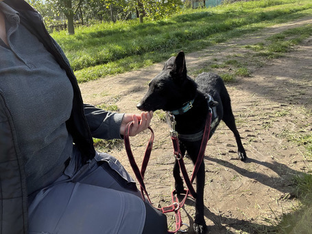 Gizmo, fél éves, kan