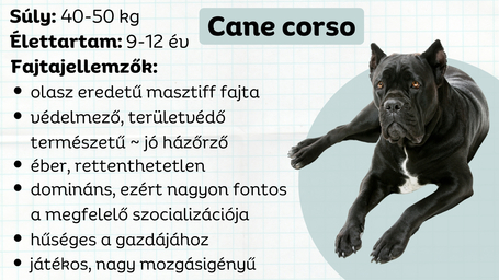Cane corso - Bátor római légióstól mai hűséges társunkig