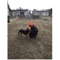 Sajó, 7 éves ivartalanított németjuhász keverék kan #7