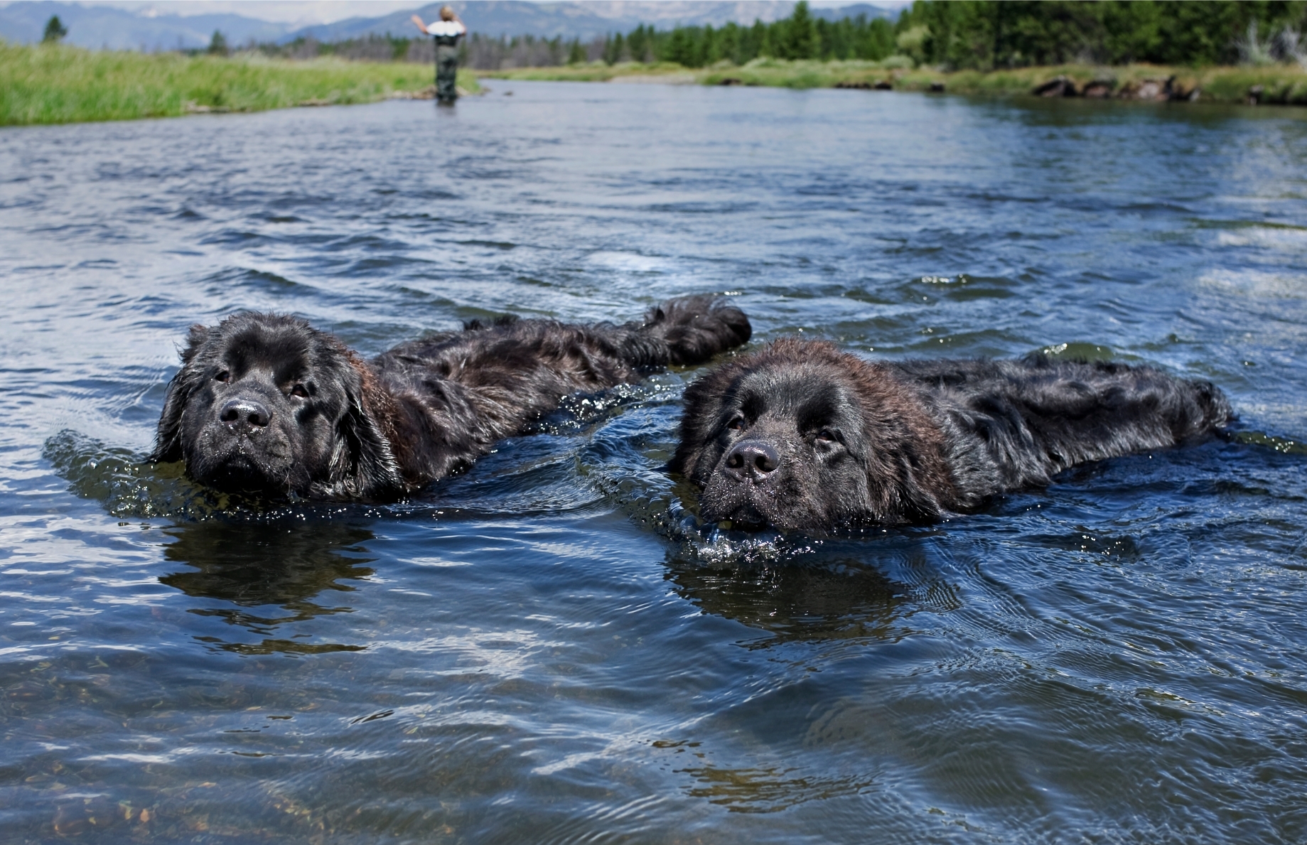 Câini Terra Nova in apă