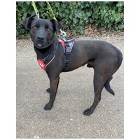 Fido, 1 éves, közepes testű, kan #4