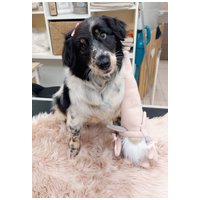 Pitypang, 3 éves, szuka #4