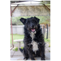 Gáspárka, 6 éves ivartalanított kan #3