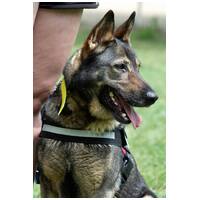 Lady, ivartalanított szuka #13