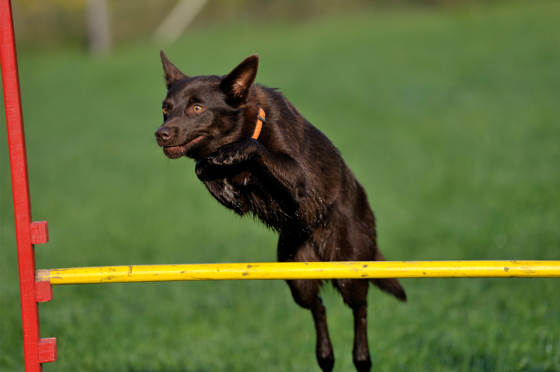 Kelpie agility