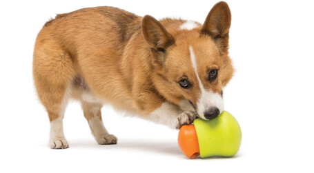 West Paw Toppl - Jutalomfalattal tölthető kutyajáték