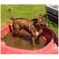 Ariell, 12 éves, 47 cm magas, lány kutya #7