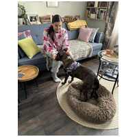 Ariell, 12 éves, 47 cm magas, lány kutya #13