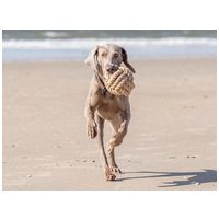 Trixie Be Nordic hajó kötél labda #2