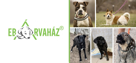Jó hírek jöttek az Eb Árvaháztól, 5 kutyus is gazdisodott!