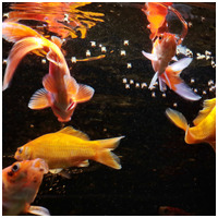 JBL ProNovo Red Grano M #6