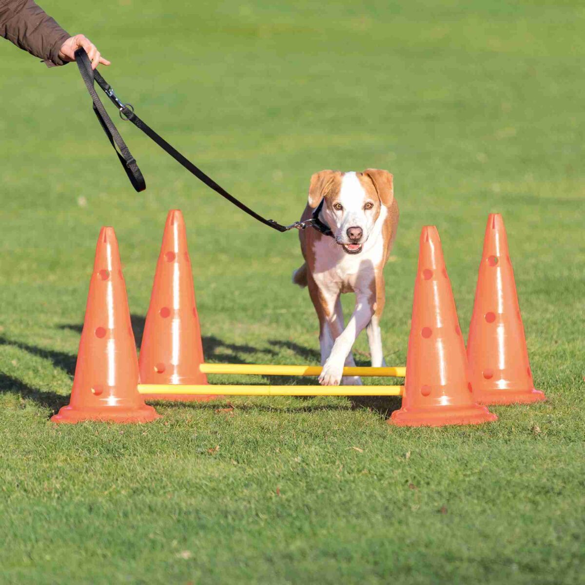Trixie Dog Activity set de obstacole pentru agilitate - zoom