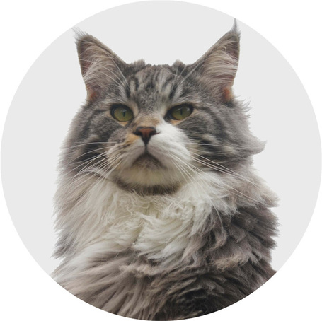 Szőrlabda-képződés ellen