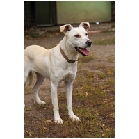 Alba, 1.5 éves ivartalanított szuka #5