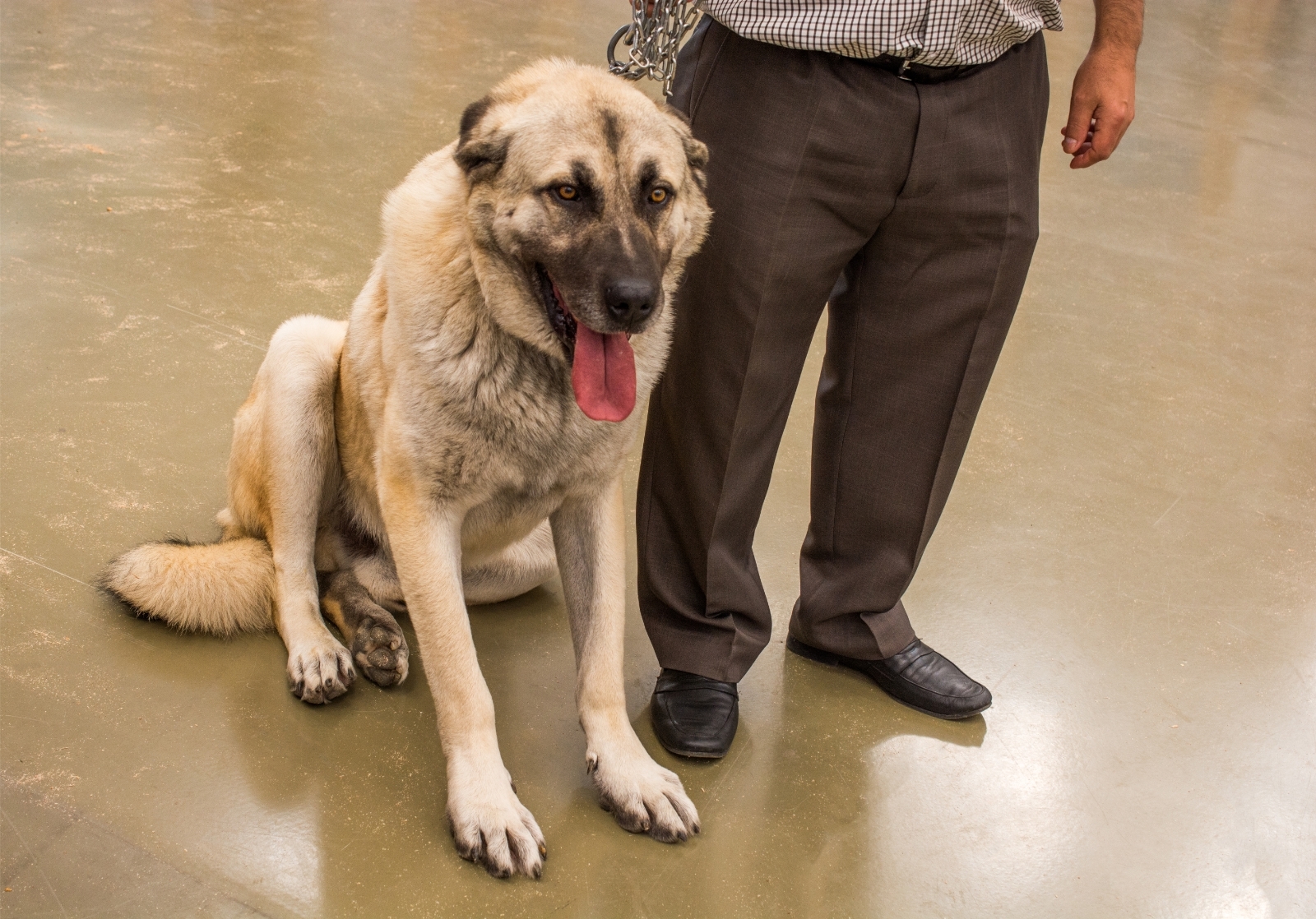 Kangal pásztorkutya és gazdája