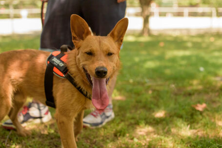 Titusz, 1 éves, 50 cm magas, kan