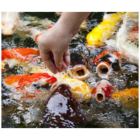 Panzi tavihaltáp #7