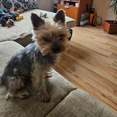 Alika