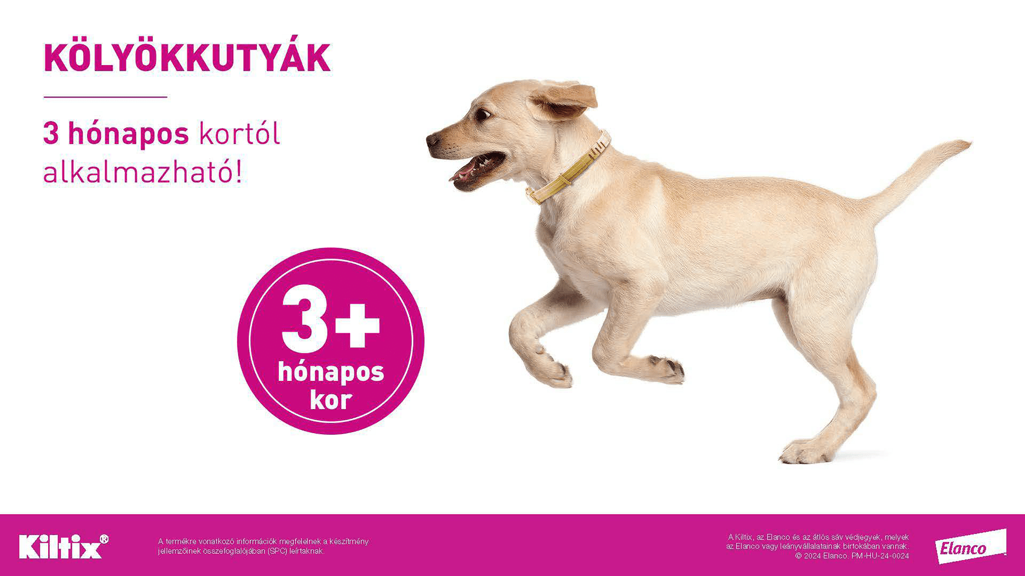 Zgardă Kiltix - zoom