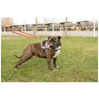 Suzy, négy éves, közepes méretű szuka #4