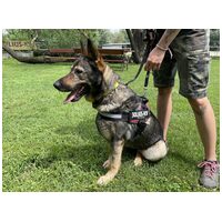 Lady, ivartalanított szuka #2