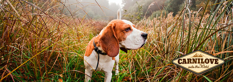 CarniLove Adult Reindeer - Rénszarvashúsos táp felnőtt kutyáknak