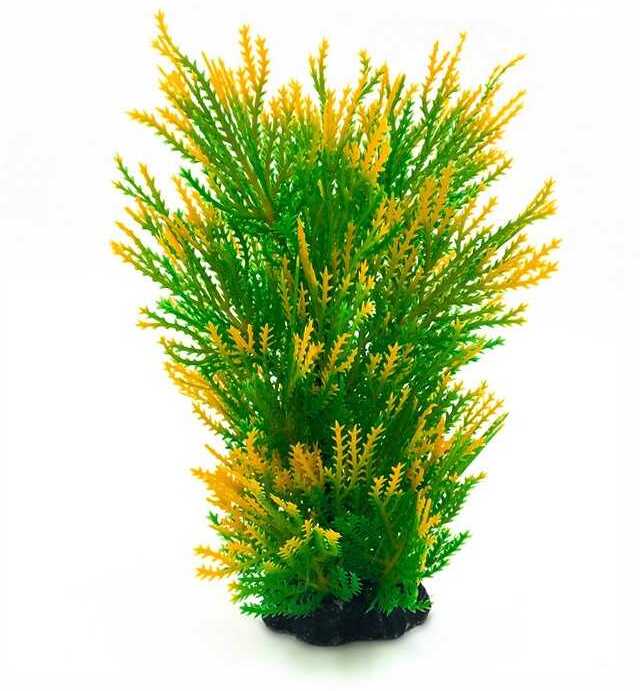 Plantă de acvariu în culori degradee de la verde la galben cu ace
