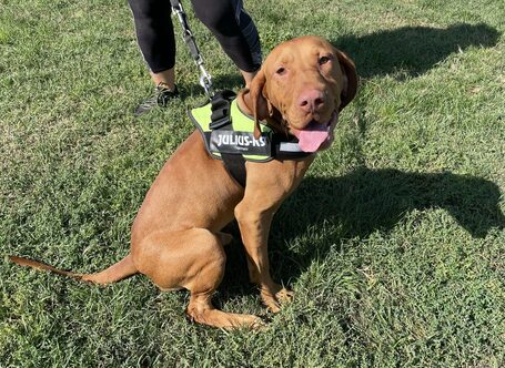 Bingo, két éves, kan