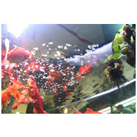 JBL ProNovo Red Flakes M lemezes alapeleség aranyhalaknak #4