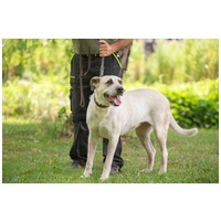 Honney, 10 éves, 65 cm magas szuka #2