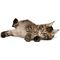 Royal Canin Maine Coon Kitten - Maine Coon kölyök macska száraz táp