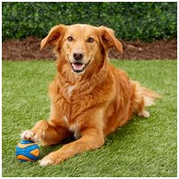 Chuckit! Ultra Squeaker Ball #3