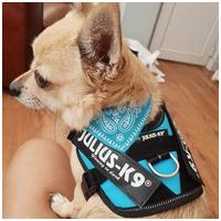 Julius-K9 IDC világoskék powerhám kutyáknak #6