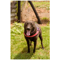 Ében, két éves, szuka #2