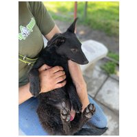 Gizmo, fél éves, kan #8