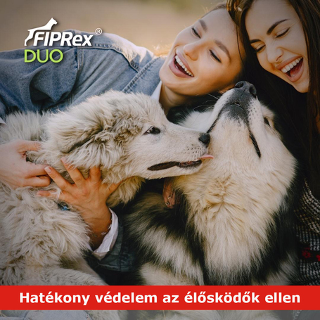 Fiprex Duo (~ Combo) rácsepegtető oldat kutyáknak