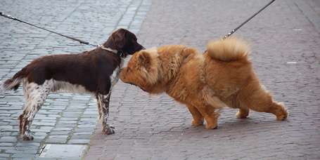 Tüzelő kutyák - a "problémás" időszak