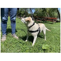 Amy, ivartalanított szuka kutyus #7