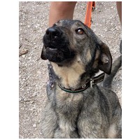 Kópé, 5 éves, 50 cm magas, kan #4