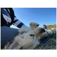 Railey, két éves, kan #4