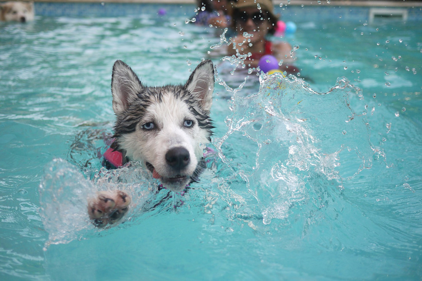Husky fürdik a medencében
