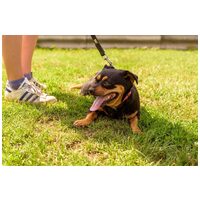 Picúr, 6 éves, kis testű, szuka #5