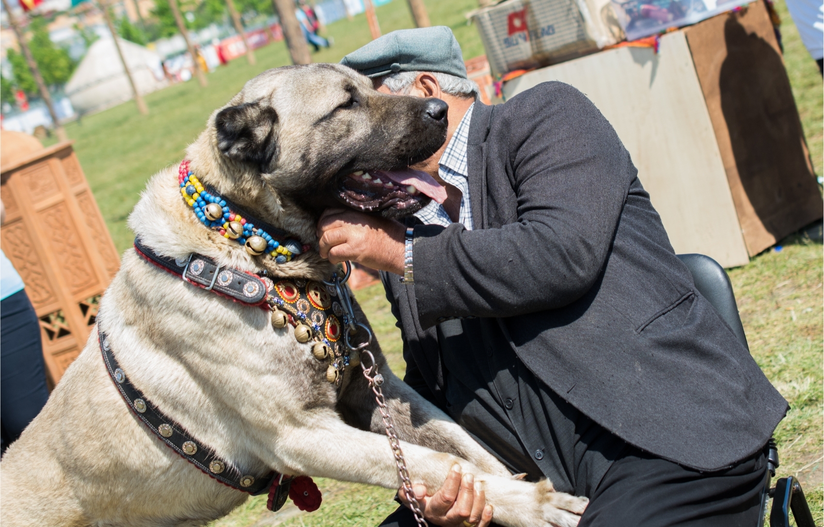 Kangal pásztorkutya a gazdájával