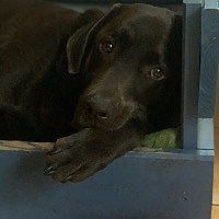 Sárkányné Szabó Katalin