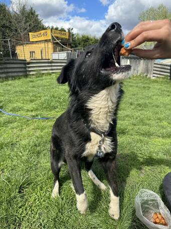 Drukker, ivartalanított kan kutya, gazdit keres