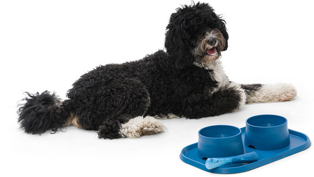 West Paw tál alátét