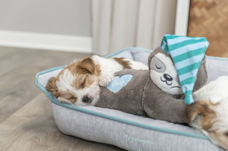 Trixie Junior lajhár szívhanggal kölyökkutyák részére