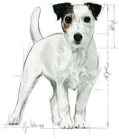 Royal Canin Mini Ageing 12+ | Kistestű idős kutya száraz táp