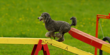 Agility versenyszellemű kutyáknak és gazdijuknak